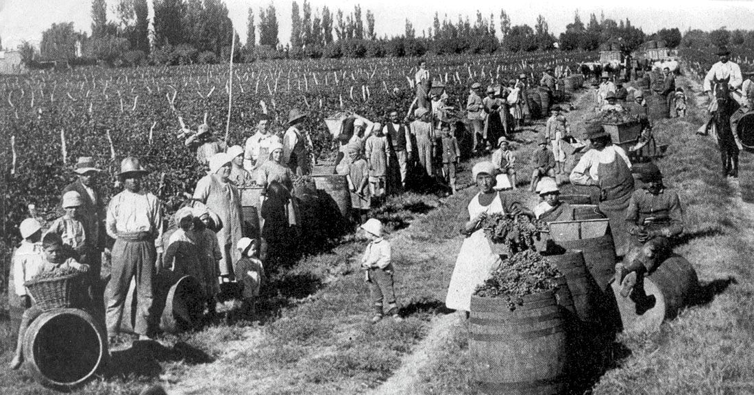 Historia del vino en Mendoza