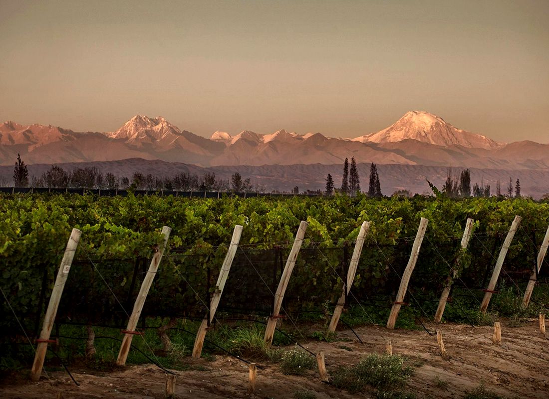 Atardecer en viñedos - Vino en Mendoza