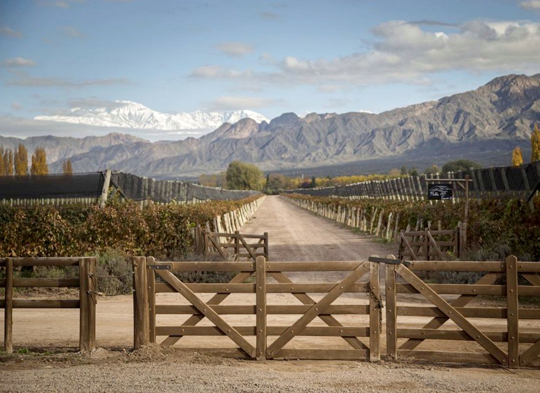 Mendoza, tierra de viñedos y del buen vino