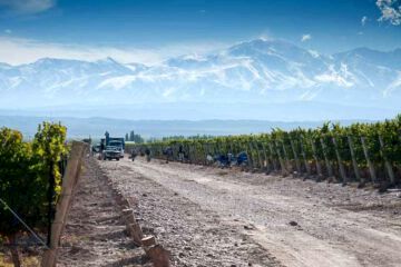 Las bodegas el turismo y el paisaje de la vid y el vino en Mendoza