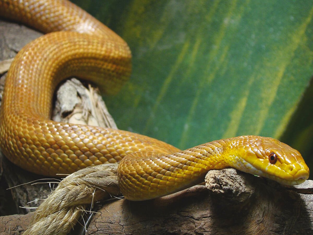 Serpentario Anaconda